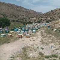 فروش عسل صدرصد طبیعی به شرط