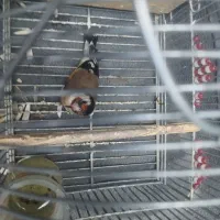 سهره دوماه قفس