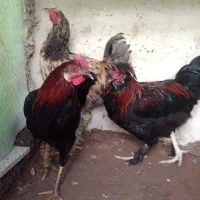 خروس بچه|پرنده|مرند, |دیوار