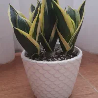 سانسوریا بلک گلد