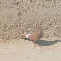 11عدد کفتر غریب