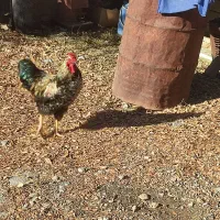 خروس زیبا|حیوانات مزرعه|سنندج, |دیوار