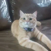 گربه اسکاتیش|گربه|بافق, |دیوار