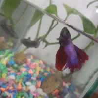 یک جفت فایتر مولد|ماهی|قم, پردیسان|دیوار