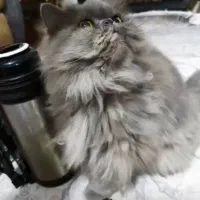 گمشده