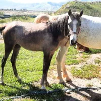 فروش کره اسب مادیان خوش رنگ  توافقی