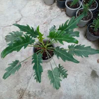 گل گل گل|گل و گیاه طبیعی|رشت, گلباغ نماز|دیوار