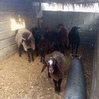 قصابی بره نر و کهره نر|حیوانات مزرعه|داراب, |دیوار