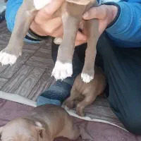 توله پیتبول امریکن