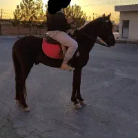 اسب دو رگ ترکمن و هلندی نریان