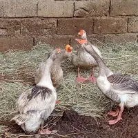 فروش ۴عدد غاز