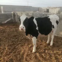 گوساله هلشتاین ازمادر 45 کیلو شیر|حیوانات مزرعه|سرایان, |دیوار