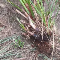 پاجوش درخت خرما کبکاب خاصی .دهدادمرادی