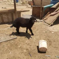 بره