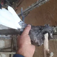 کبوتر دم سفید ۴عدد ابهر|پرنده|ابهر, |دیوار