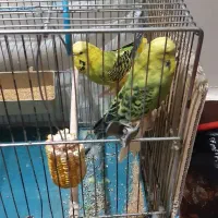 مرغ عشق|پرنده|اهواز, پردیس دو|دیوار