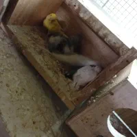 مرغ عشق با۵تاجوجه
