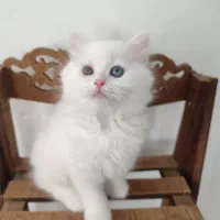 پرشین بریتیش|گربه|ساری, |دیوار