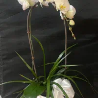 گل ارکیده|گل و گیاه طبیعی|تهران, قلهک|دیوار