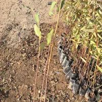 نهال آکالیپتوس (بید)|گل و گیاه طبیعی|اندیکا, |دیوار