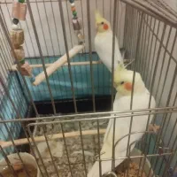 ۳ تا عروس هلندی لوتینو