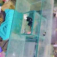 آکواریوم فانتزی