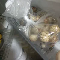 تخم بلدرچین