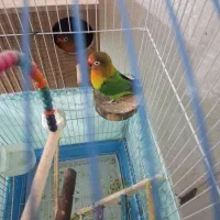 طوطی برزیلی|پرنده|ری, دیلمان|دیوار