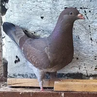 شامی سرکه ای