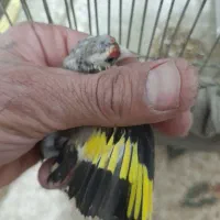 سهره|پرنده|مسجد سلیمان, |دیوار