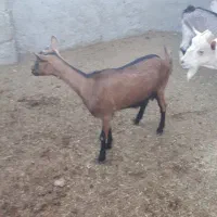 بز آلپاین فرانسوی اصل.