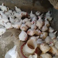 مرغ زنده گوشتی