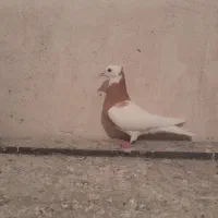 کبوتر طوقی|پرنده|شهرضا, |دیوار