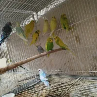 طوطی برزیلی،مرغ عشق اسپانگل،مرغ عشق با جوجه|پرنده|شیراز, ده پیاله|دیوار