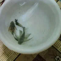 پوزه بوته باله بلند مولد به شرط تخم