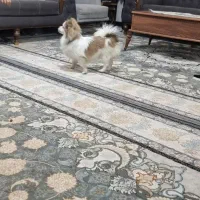 سگ تمیز بازیگوش