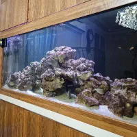 آکواریوم آب شور|ماهی|تهران, منیریه|دیوار