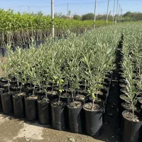 فروش نهال با پشتیبانی کامل ، نمایندگی منطقه‌ای|گل و گیاه طبیعی|دیواندره, |دیوار