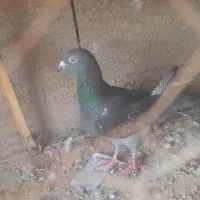 ۸عدد کبوتر فروشی