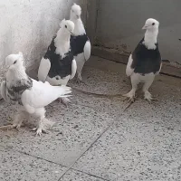کبوتر طوقی پاپر