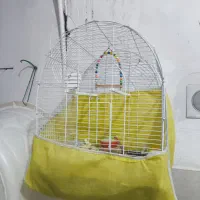 قفس عروس هلندی