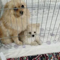 توله سگ پامرانین خرسی توله سگ پامرانین|سگ|نسیم‌شهر, |دیوار