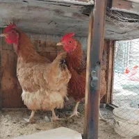 مرغهای تخم گذار وسنگین وجوان تکی فقط مصرف کننده
