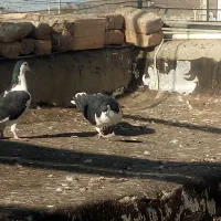 کبوتر سینه ای زاغ دم سفیدشیرازی|پرنده|کوهبنان, |دیوار