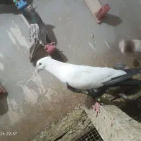 فروش چند پرنده درجه یک دورگ خوب