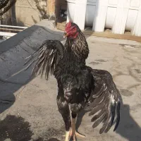 خروس‌اوشامو‌‌|حیوانات مزرعه|پیشوا, |دیوار