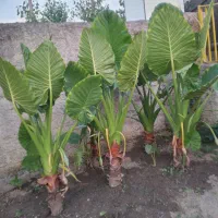 گل بابا ادم