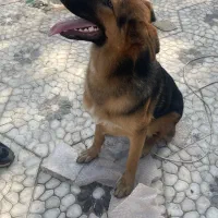 واگذاری سگ ژرمن ماده 9 ماهه شناسنامه دار