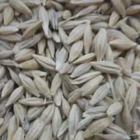 جو محلی دیمی محصول پارسال