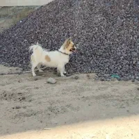 سگ پا کوتاه